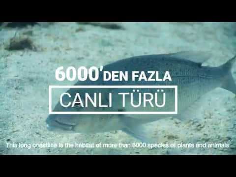Türkiye Denizlerindeki İstilacı Yabancı Türler - Anlatan Halit Ergenç